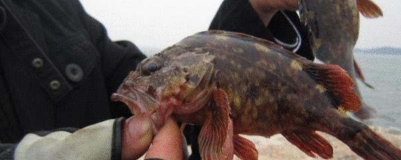 石九公是什么鱼