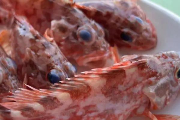 石九公是什么鱼,属于暖温性近岸底层鱼类