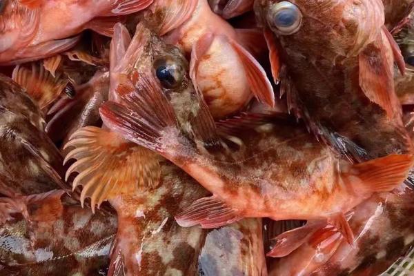 石九公是什么鱼,属于暖温性近岸底层鱼类