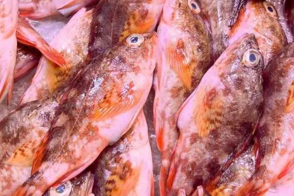 石九公是什么鱼,属于暖温性近岸底层鱼类