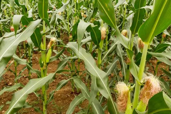 粤甜39号玉米种子特点,春植生育期82天