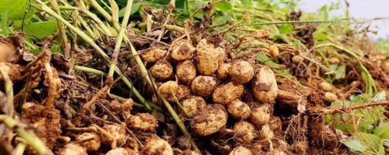 花生营养药第一遍什么时候打