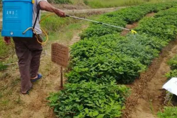 花生营养药第一遍什么时候打,在出苗15天后至初花期内使用