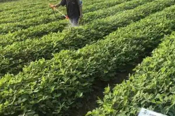 花生营养药第一遍什么时候打,在出苗15天后至初花期内使用