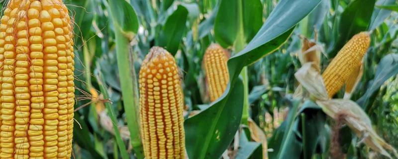 粤甜405玉米种简介