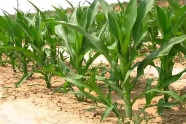 粤甜405玉米种简介，春植生育期85天