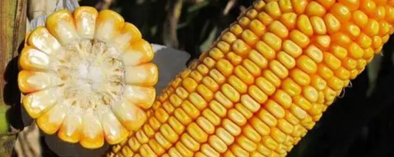 华美甜33号玉米种子特点