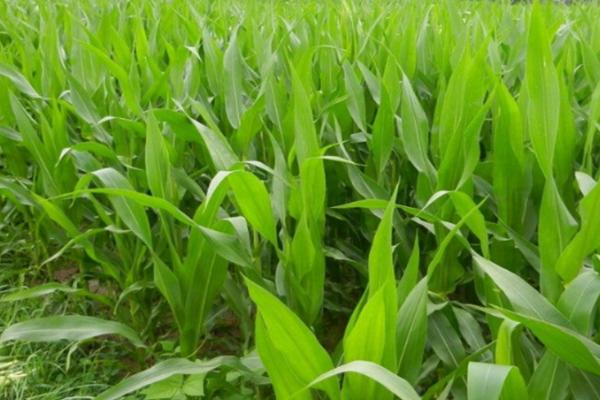 华美甜26号玉米种子简介,中抗纹枯病