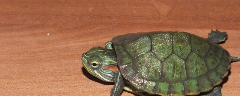 乌龟白眼病怎么治疗