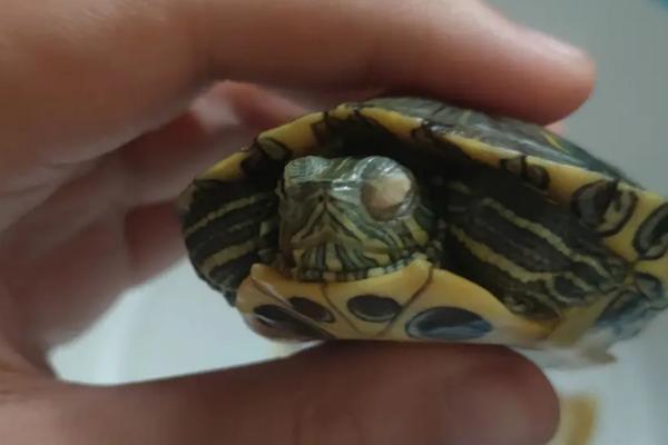 乌龟白眼病怎么治疗,需及时清理眼睛再涂抹药膏