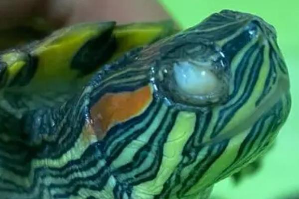 乌龟白眼病怎么治疗,需及时清理眼睛再涂抹药膏