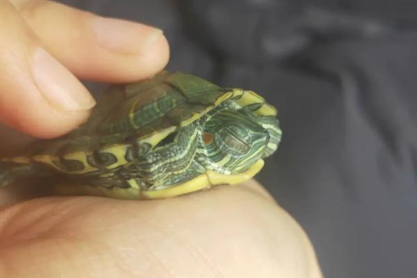 乌龟白眼病怎么治疗,需及时清理眼睛再涂抹药膏