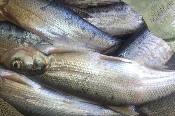 翘嘴鱼吃不吃小鱼，常以小鱼、虾类和水生昆虫为食