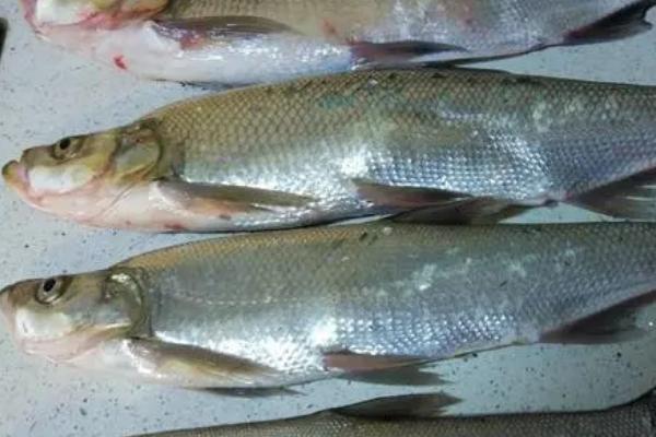 翘嘴鱼吃不吃小鱼，常以小鱼、虾类和水生昆虫为食