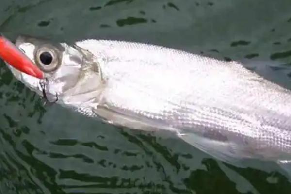 翘嘴鱼吃不吃小鱼，常以小鱼、虾类和水生昆虫为食