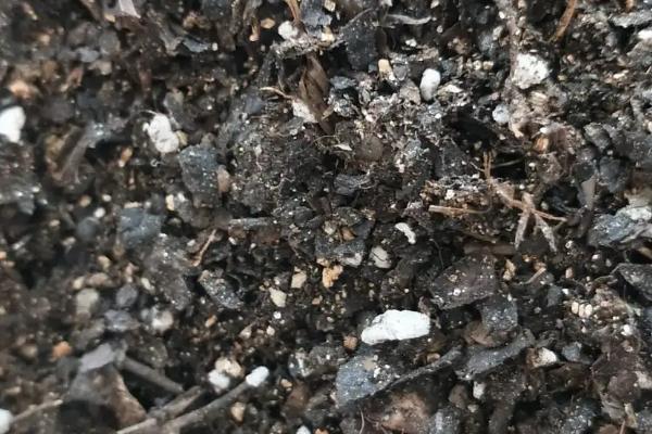 草莓基质栽培的配方,以下2种配方常用