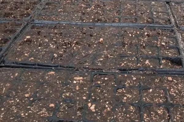 草莓基质栽培的配方,以下2种配方常用