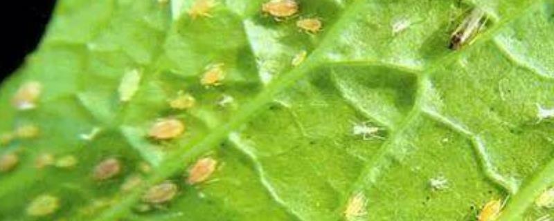 阿立卡先正达主要杀什么虫