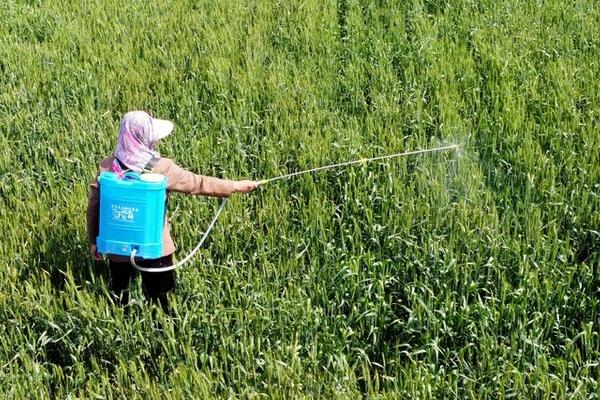 阿立卡先正达主要杀什么虫,可以防治桃蚜、棉蚜、麦蚜、苹果蚜虫等