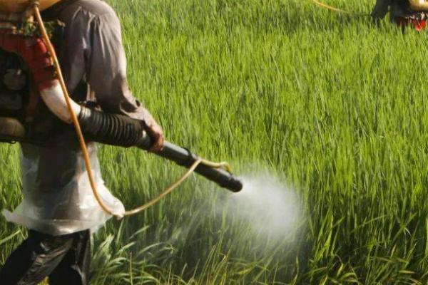 阿立卡先正达主要杀什么虫,可以防治桃蚜、棉蚜、麦蚜、苹果蚜虫等