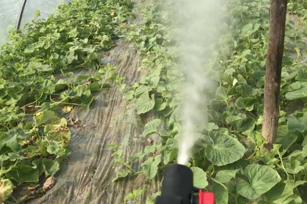 阿立卡先正达主要杀什么虫,可以防治桃蚜、棉蚜、麦蚜、苹果蚜虫等