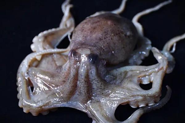 章鱼是鱼吗,并不是鱼类而是一类软体动物