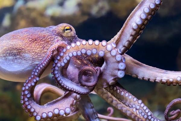 章鱼是鱼吗,并不是鱼类而是一类软体动物