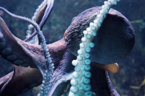 章鱼是鱼吗,并不是鱼类而是一类软体动物