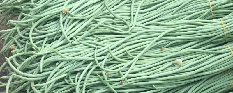 长豆角什么时候打顶产量高