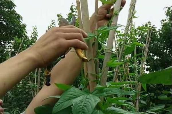 长豆角什么时候打顶产量高，在豆角长到1.7米左右时进行