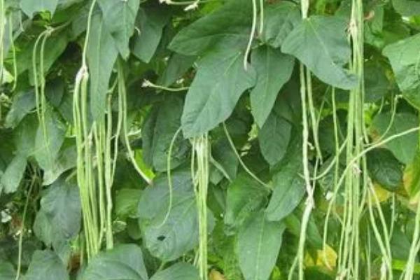 长豆角什么时候打顶产量高，在豆角长到1.7米左右时进行