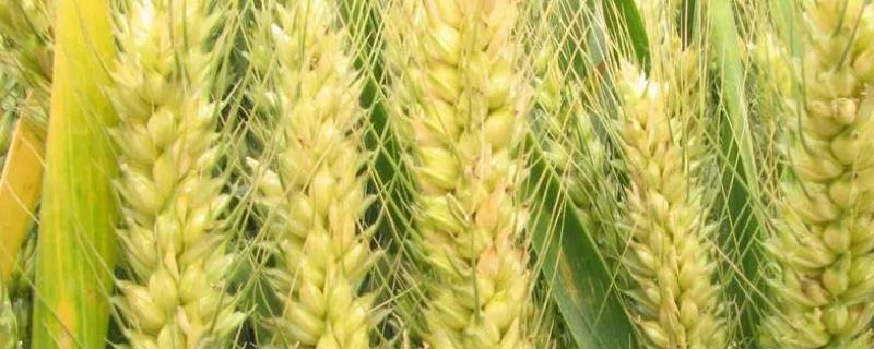 中麦175小麦种简介