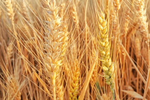 中麦175小麦种简介，属于弱冬性中早熟品种