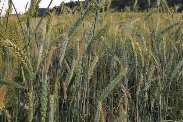 中麦175小麦种简介，属于弱冬性中早熟品种