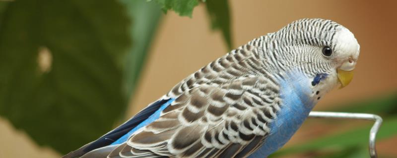 虎皮鹦鹉如何区分公母