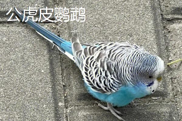 虎皮鹦鹉如何区分公母,雄性比雌性的颜色鲜艳