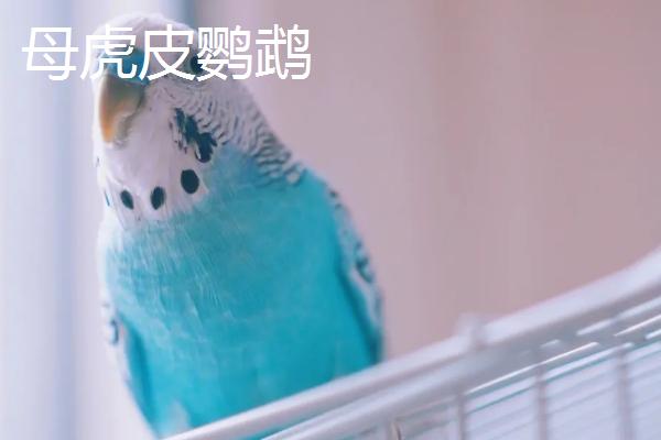 虎皮鹦鹉如何区分公母,雄性比雌性的颜色鲜艳