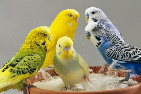 虎皮鹦鹉如何区分公母,雄性比雌性的颜色鲜艳