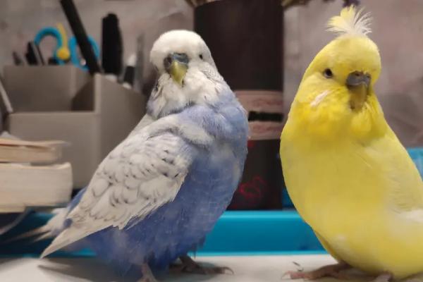 虎皮鹦鹉如何区分公母,雄性比雌性的颜色鲜艳