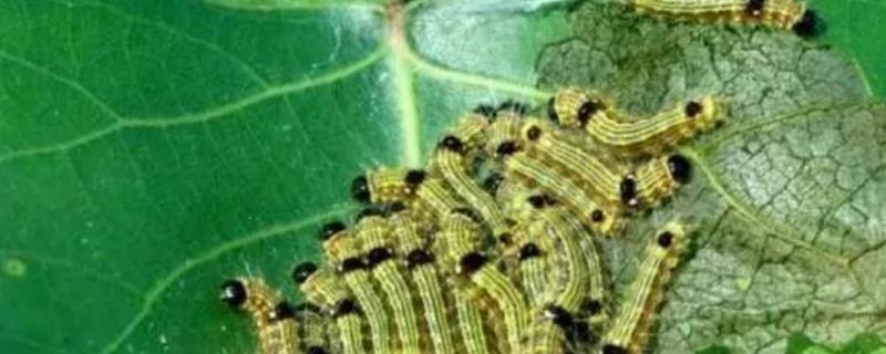 害虫大体分类