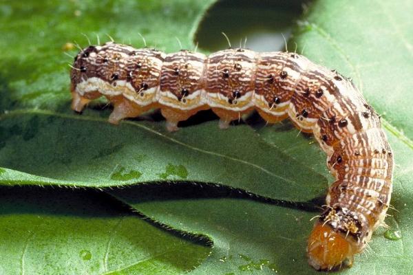 害虫大体分类,分为食叶类、刺吸式、蛀食性和地下害虫