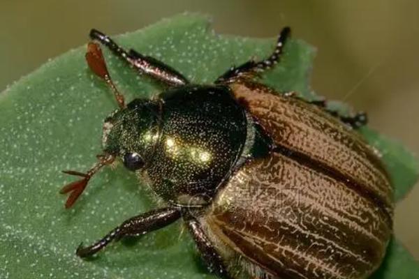 害虫大体分类,分为食叶类、刺吸式、蛀食性和地下害虫