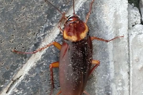 害虫大体分类,分为食叶类、刺吸式、蛀食性和地下害虫