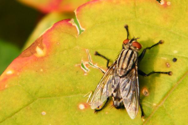 害虫大体分类,分为食叶类、刺吸式、蛀食性和地下害虫