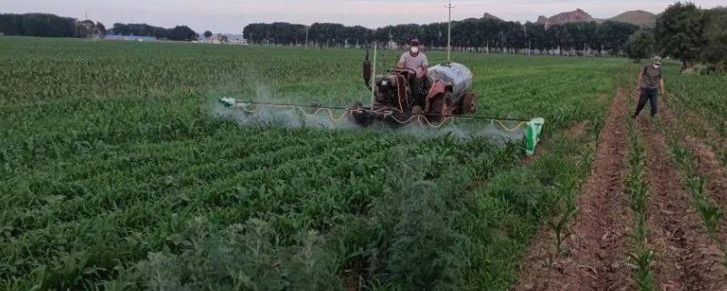 烯效唑有什么作用