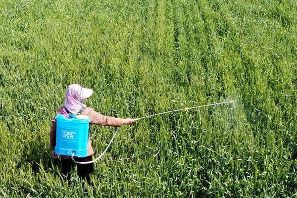 烯效唑有什么作用,可控制营养生长、增强作物的抗逆性