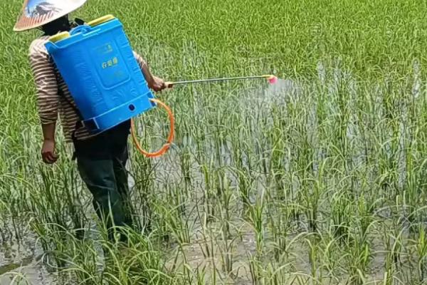 烯效唑有什么作用,可控制营养生长、增强作物的抗逆性