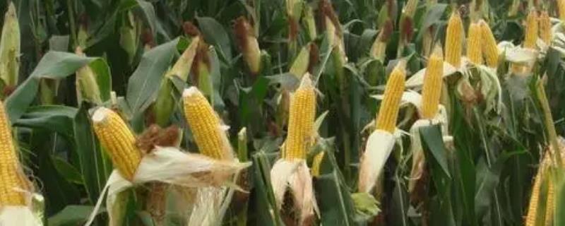 锦玉30玉米种的特征特性