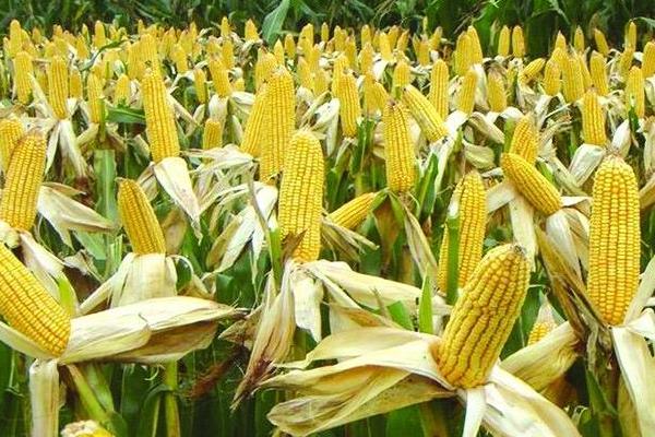 锦玉30玉米种的特征特性,生长周期132天左右