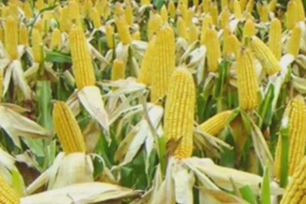 锦玉30玉米种的特征特性,生长周期132天左右